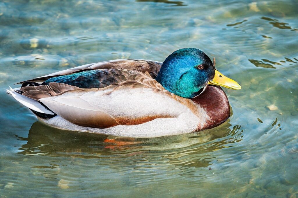 how to invest in varmozim stock