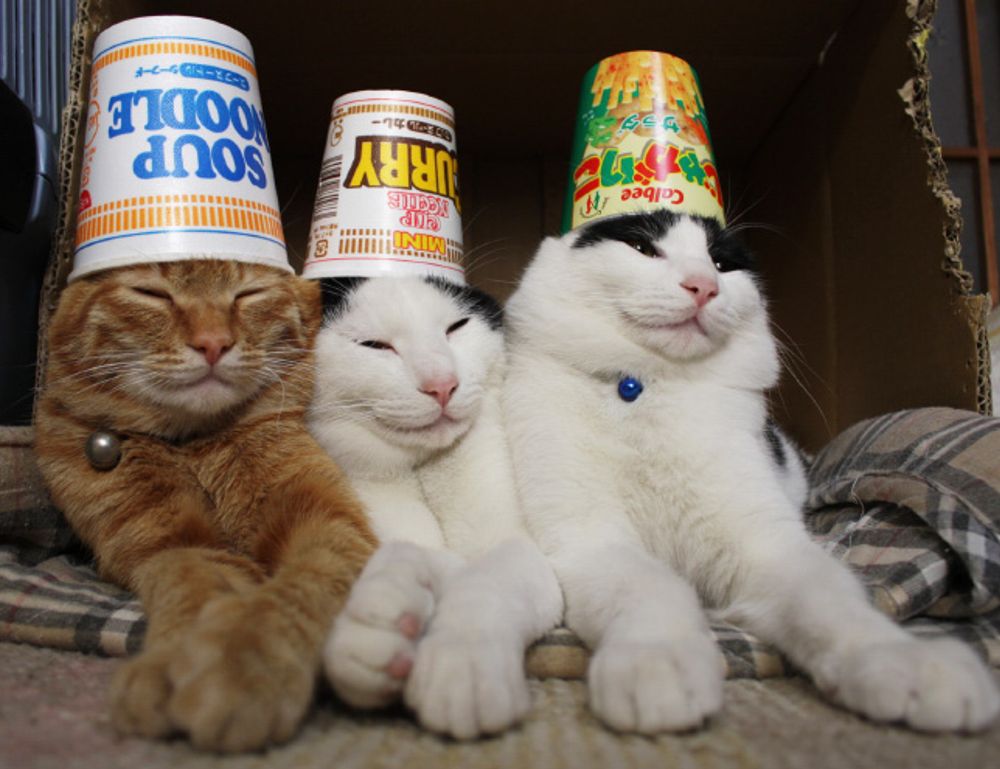 how to wear janlersont for round eyes