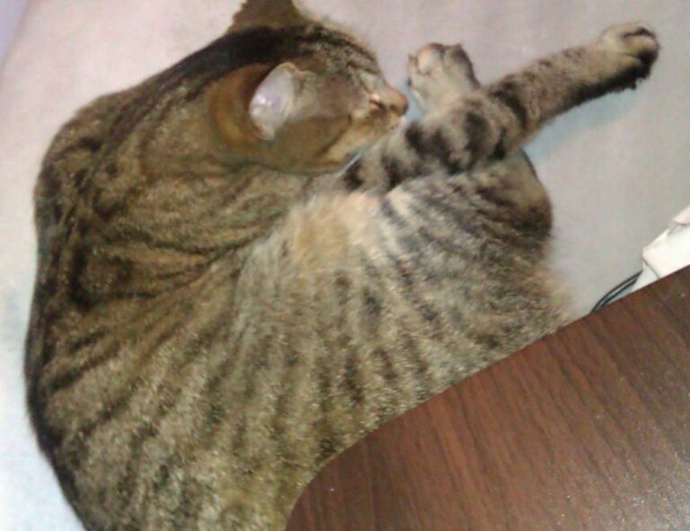 is higossis brush good for concealer