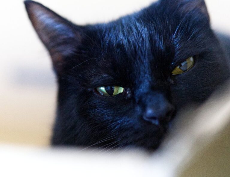 problems with dropbox 8737.idj.029.22