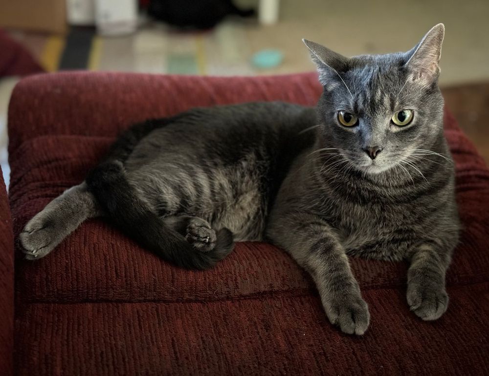 why biszoxtall software is needed