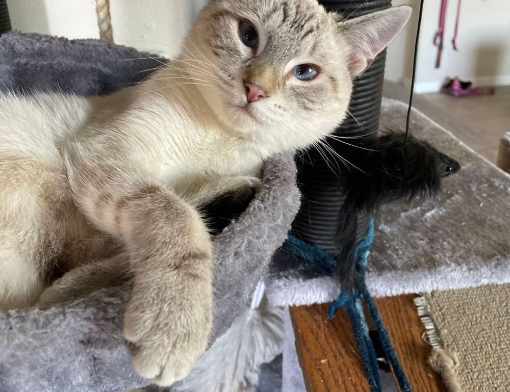 why use uhoebeans software in business